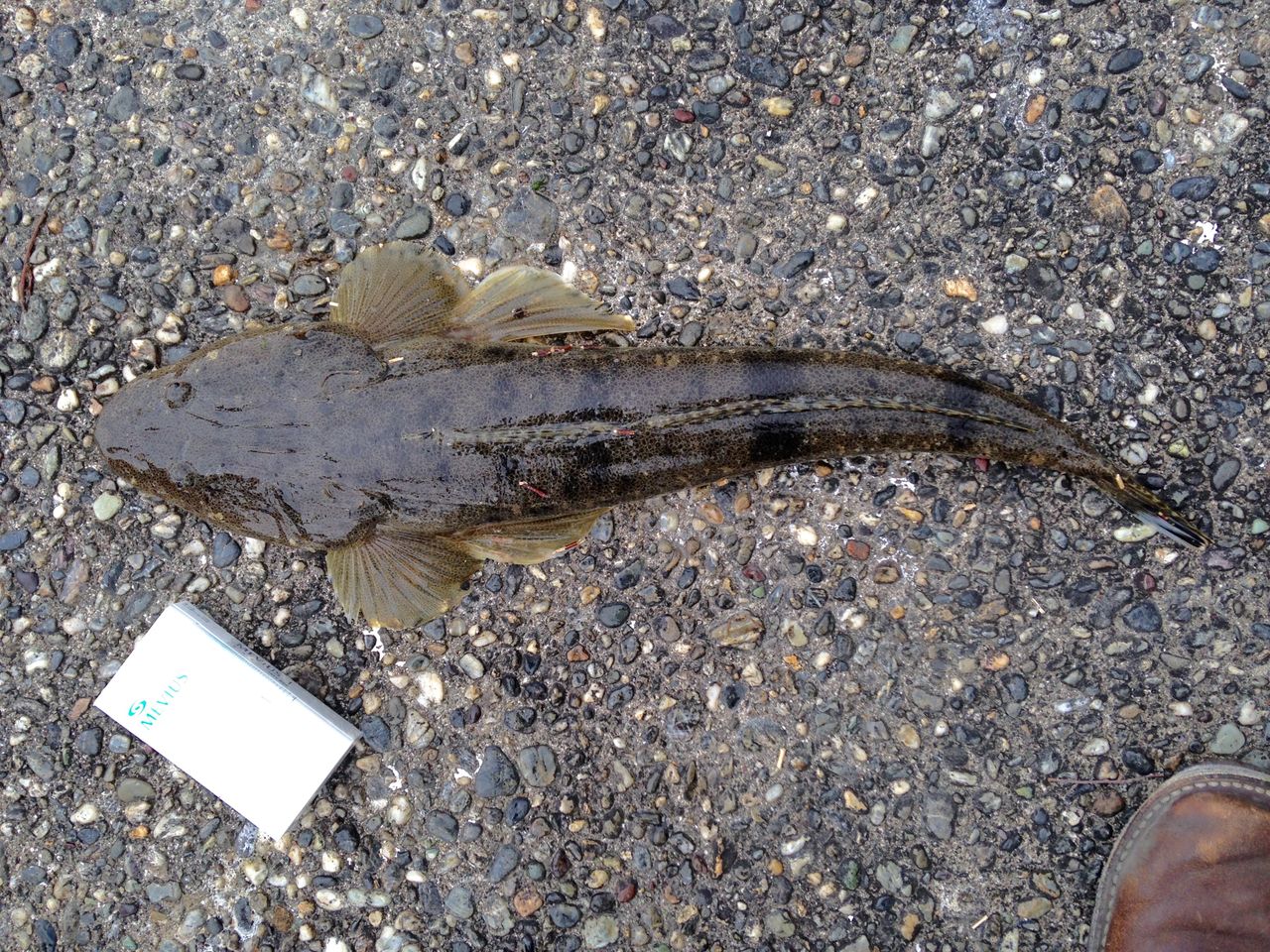 砂浜の打ち寄せる波に潜む魚たち 土佐料理 旬の鰹がゆく 砂浜の打ち寄せる波に潜む魚たち 土佐料理 旬の鰹がゆく