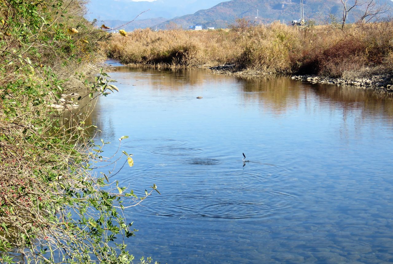 物部川の落ち鮎産卵群 土佐料理 旬の鰹がゆく