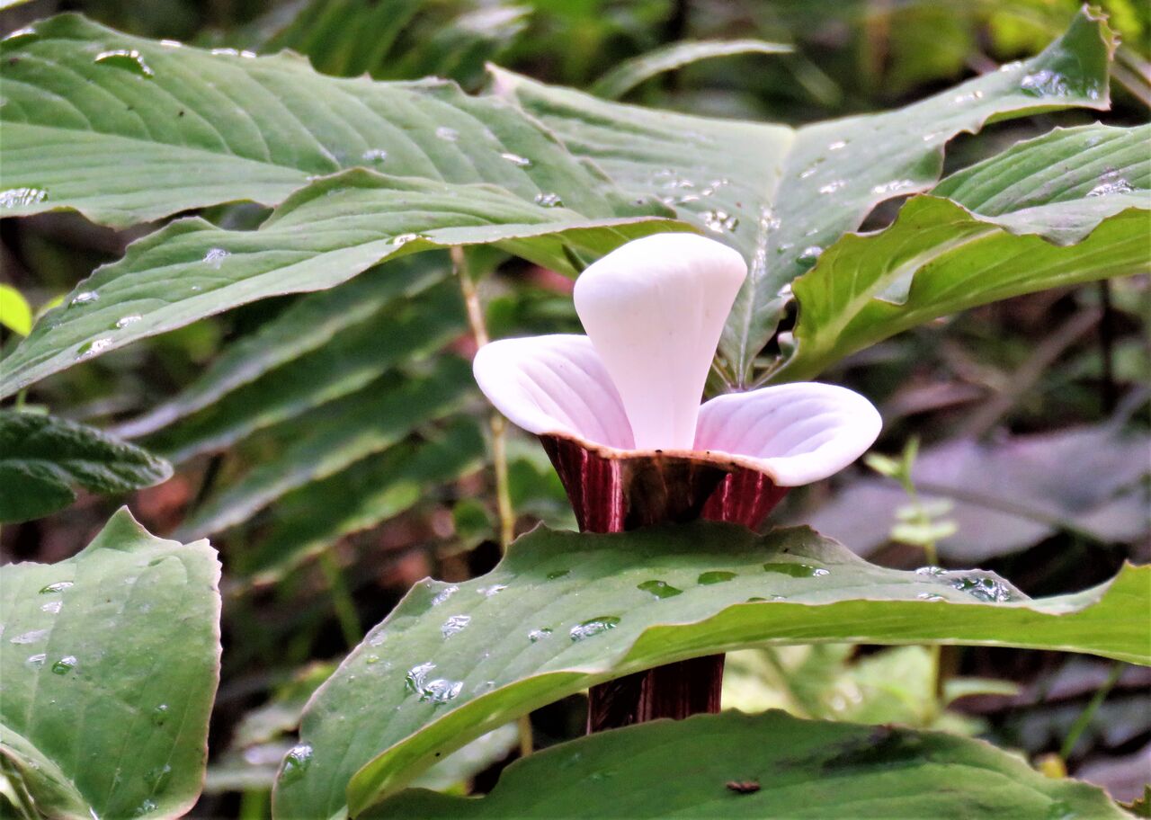 林床の雪餅草ユキモチソウ 土佐料理 旬の鰹がゆく
