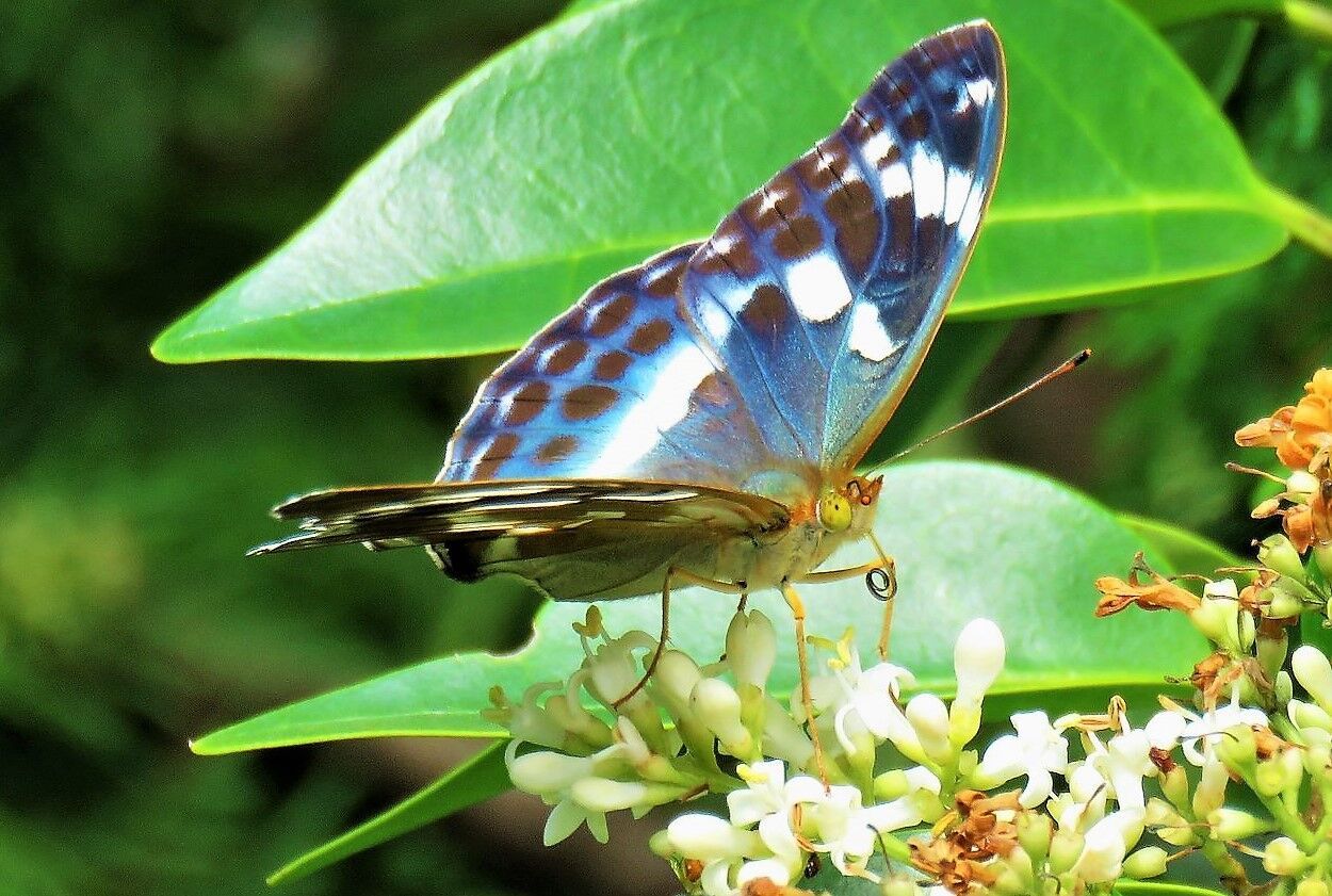 ミドリヒョウモンのマジック 土佐料理 旬の鰹がゆく
