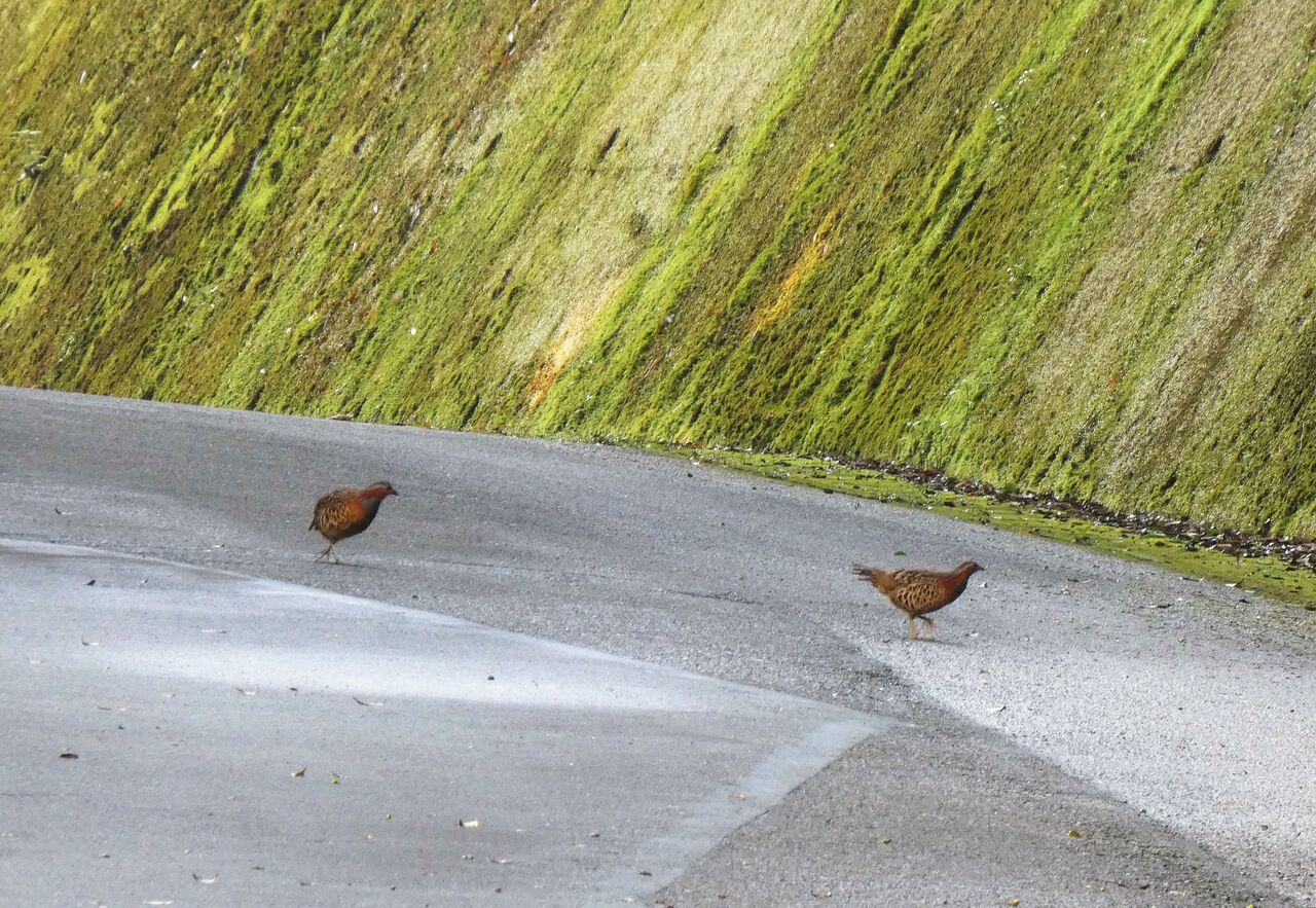 高知の野鳥 土佐料理 旬の鰹がゆく 高知の野鳥 土佐料理 旬の鰹がゆく