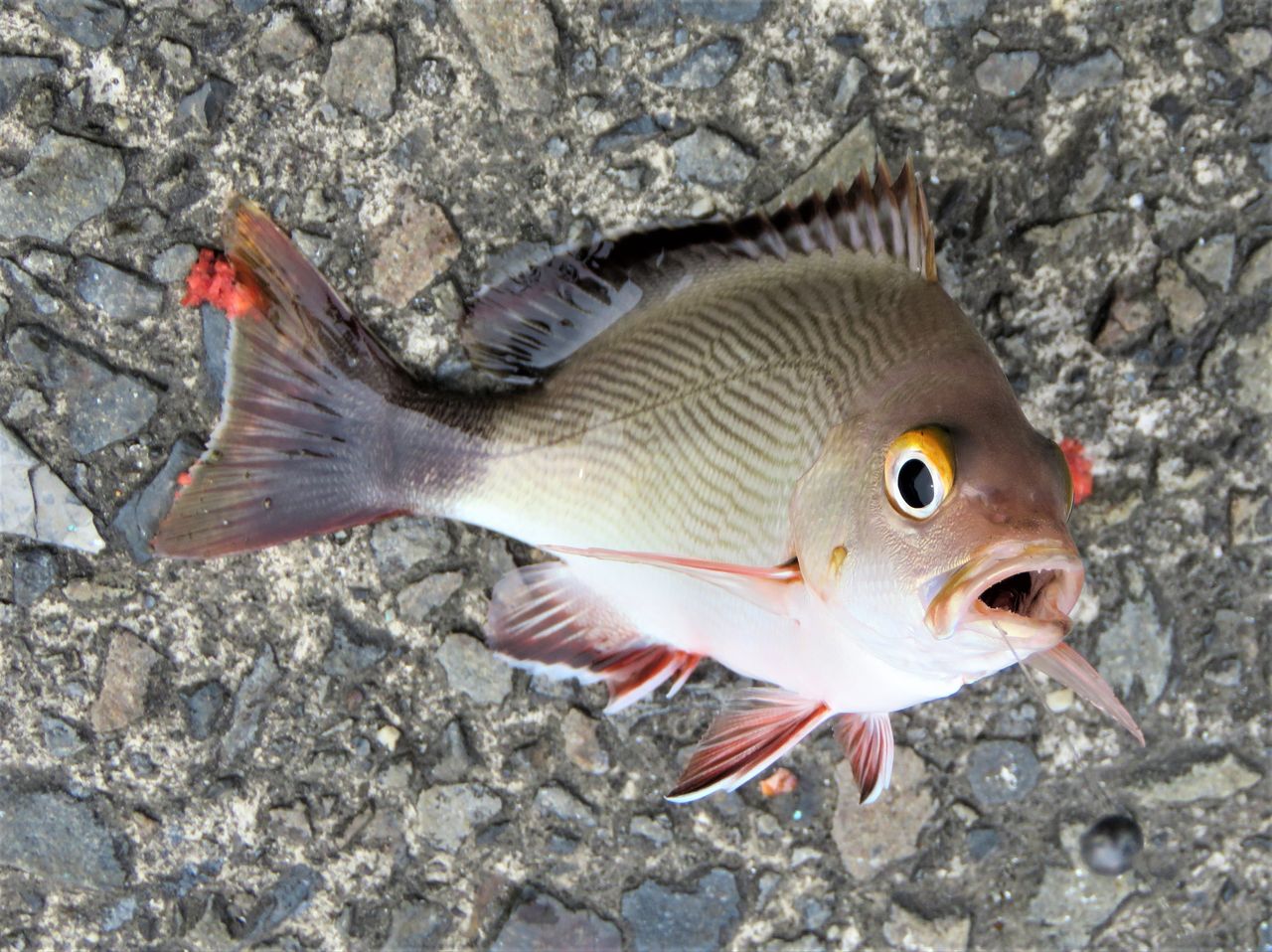 高知の珍魚 土佐料理 旬の鰹がゆく