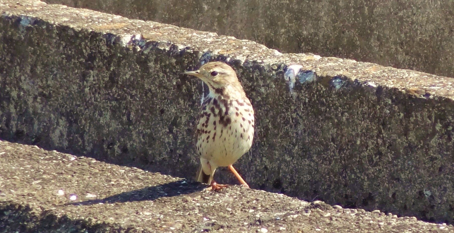 ヒバリ 土佐料理 旬の鰹がゆく