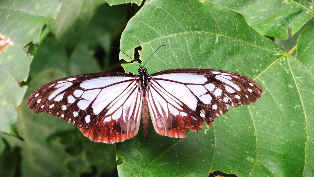 高知のチョウ 土佐料理 旬の鰹がゆく