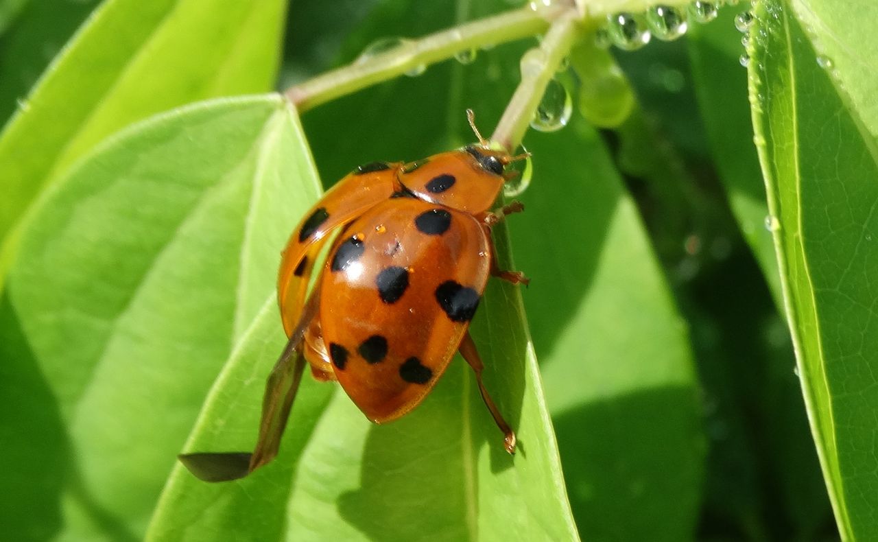 ハラグロオオテントウ 土佐料理 旬の鰹がゆく