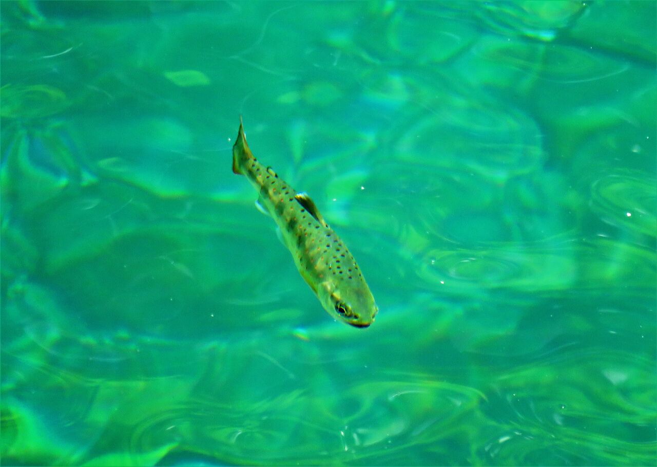 魚が飛んでいるように見える渓谷 土佐料理 旬の鰹がゆく 魚が飛んでいるように見える渓谷 土佐料理 旬の鰹がゆく
