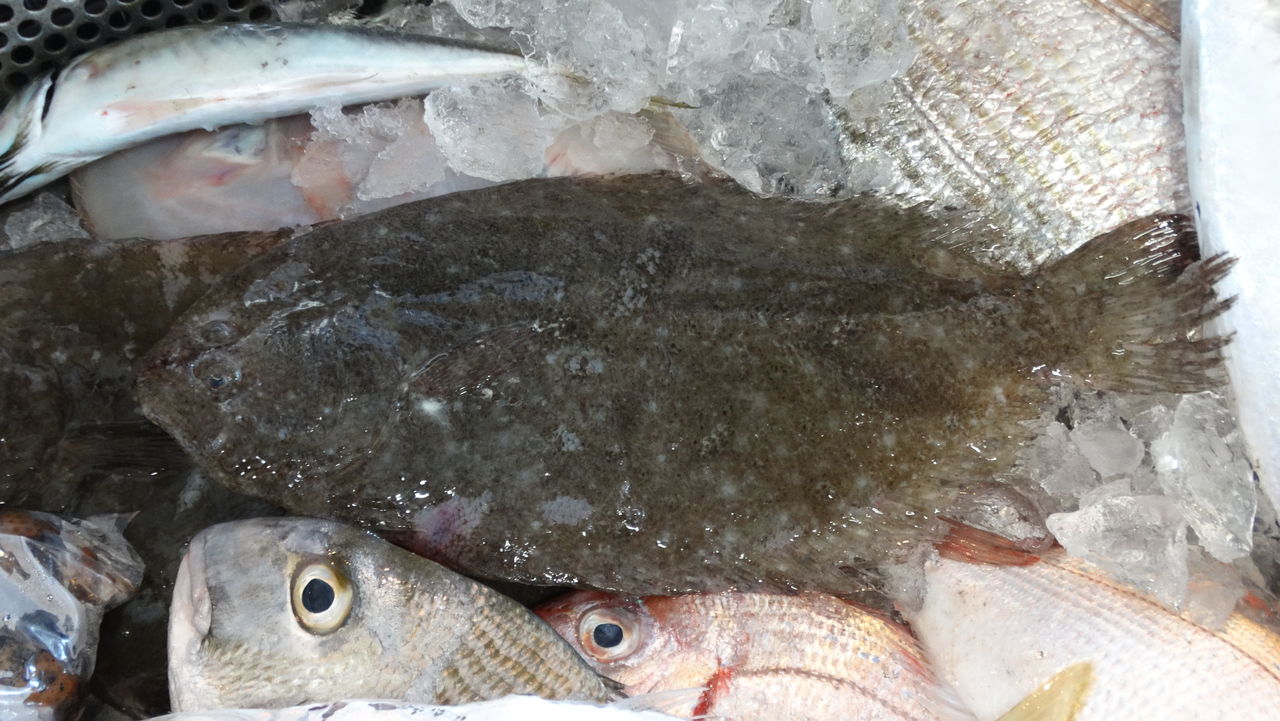 ガンゾウビラメ 土佐料理 旬の鰹がゆく ガンゾウビラメ 土佐料理 旬の鰹がゆく