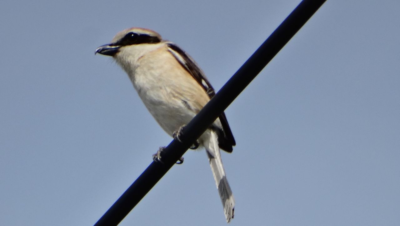 モズの尾羽に模様はあった 土佐料理 旬の鰹がゆく