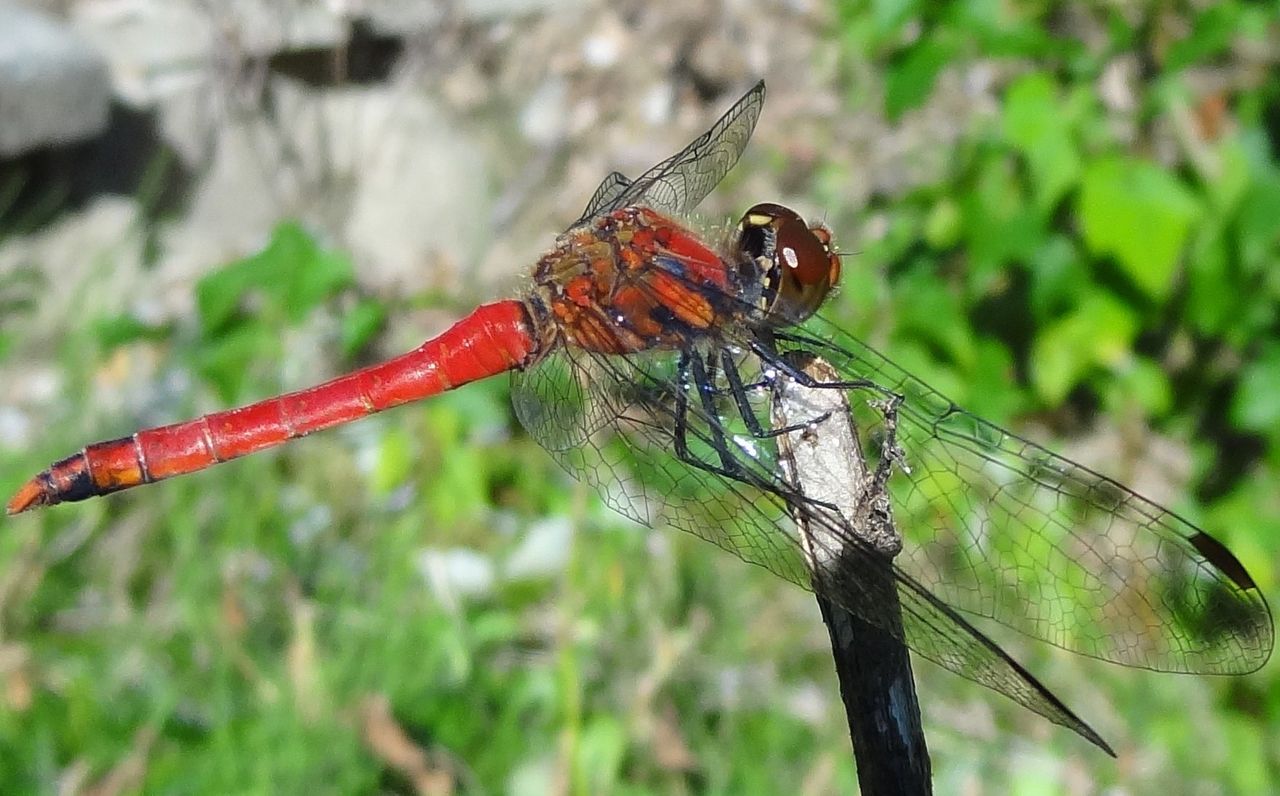 アカネ属アキアカネ 土佐料理 旬の鰹がゆく アカネ属アキアカネ 土佐料理 旬の鰹がゆく