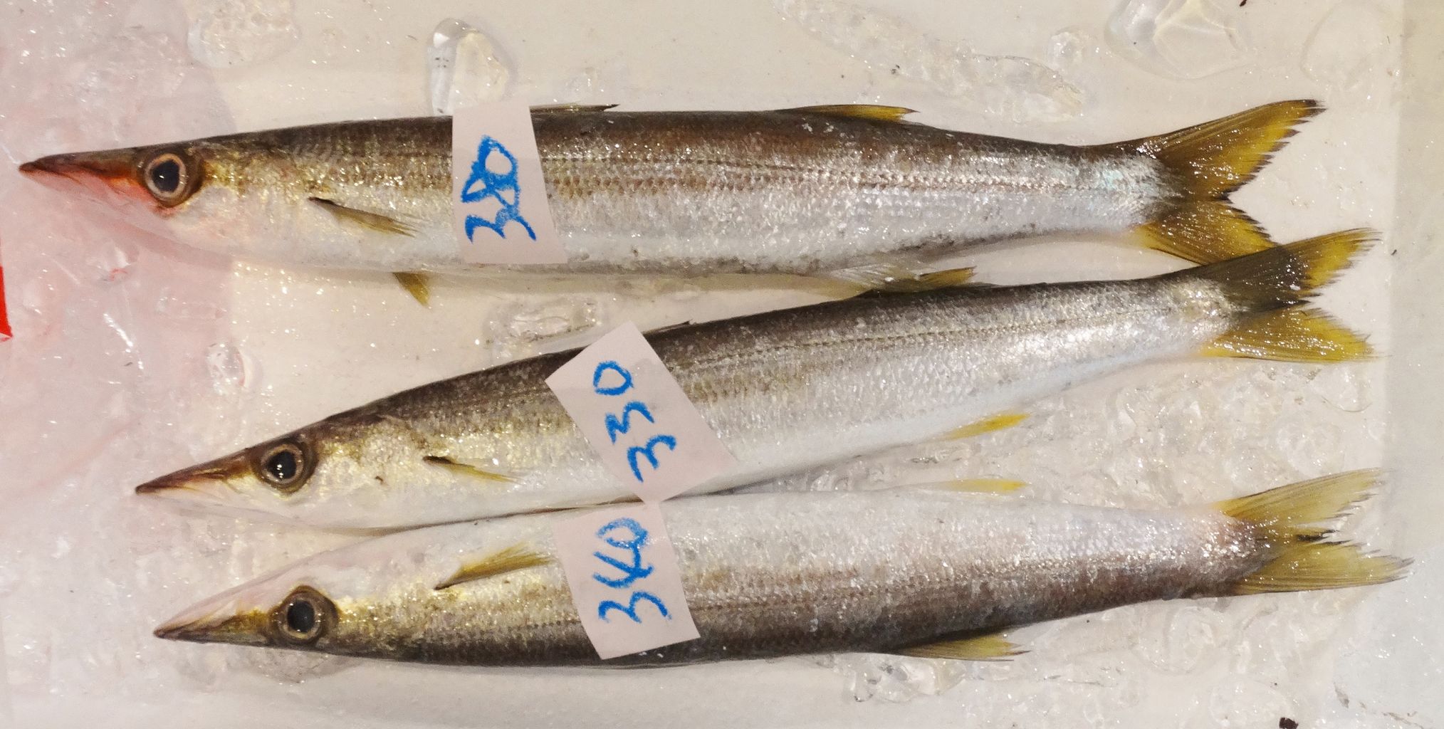 本カマスの寿司 土佐料理 旬の鰹がゆく