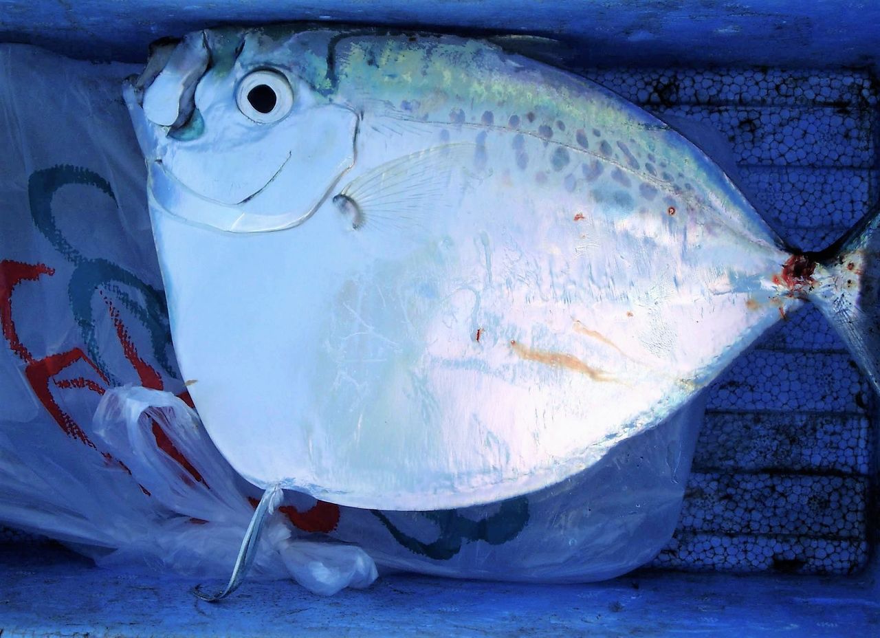 高知の珍魚 土佐料理 旬の鰹がゆく 高知の珍魚 土佐料理 旬の鰹がゆく