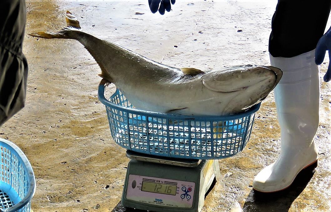 近年の異常気象と回遊魚の身質変化 土佐料理 旬の鰹がゆく