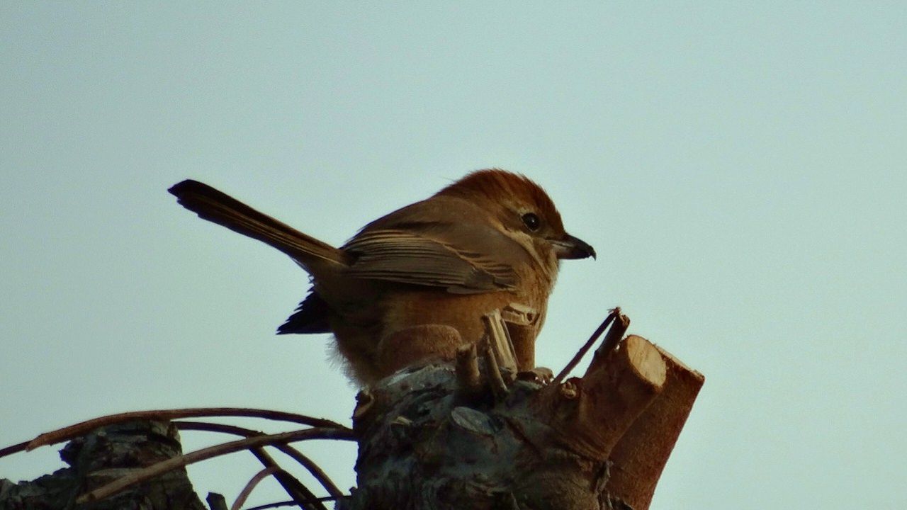 秋告鳥 土佐料理 旬の鰹がゆく 秋告鳥 土佐料理 旬の鰹がゆく