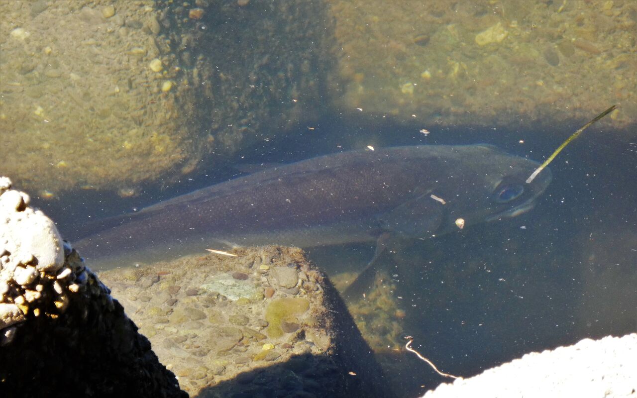 秋の国分川葦原 土佐料理 旬の鰹がゆく
