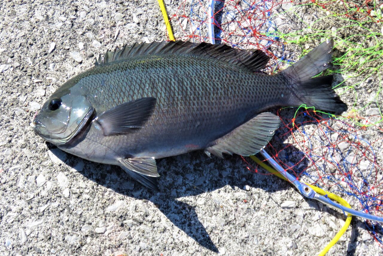 加領郷のグレ メジナ 釣りと料理 土佐料理 旬の鰹がゆく 加領郷のグレ メジナ 釣りと料理 土佐料理 旬の鰹がゆく