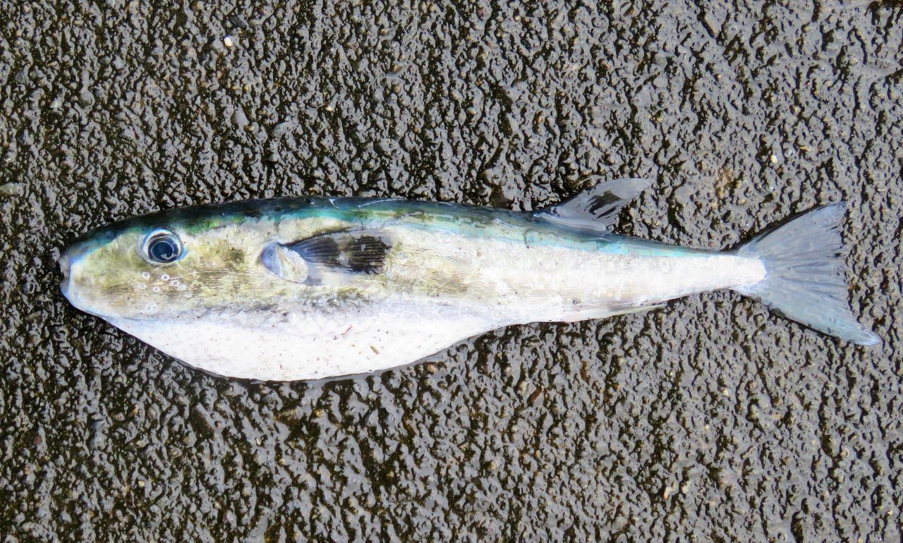 高知の珍魚 土佐料理 旬の鰹がゆく 高知の珍魚 土佐料理 旬の鰹がゆく