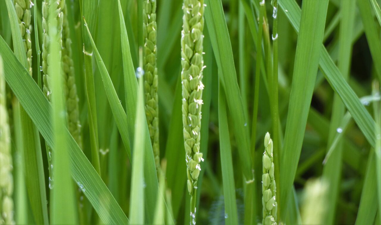 花が咲き穂が垂れる 土佐料理 旬の鰹がゆく