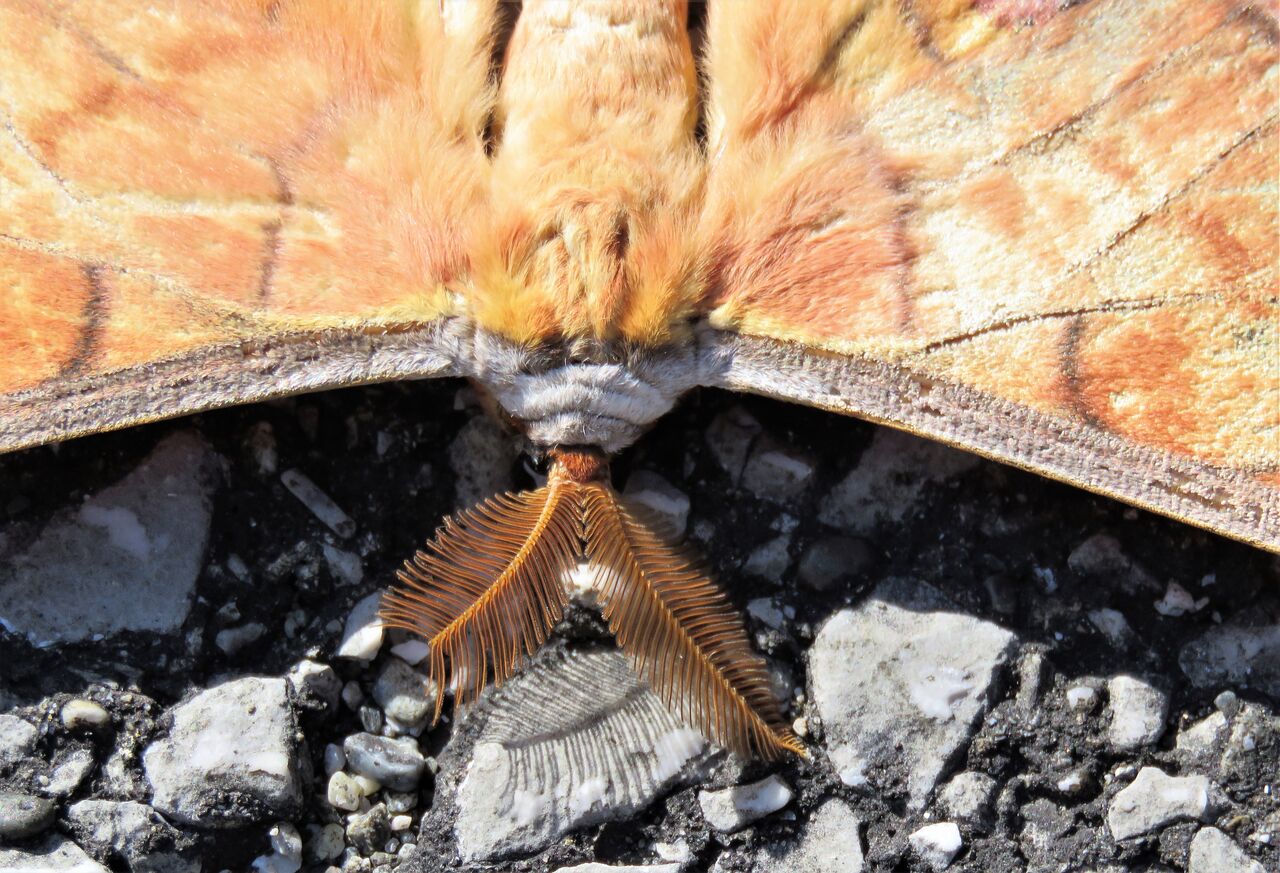 山繭蛾ヤママユガ飛来 土佐料理 旬の鰹がゆく