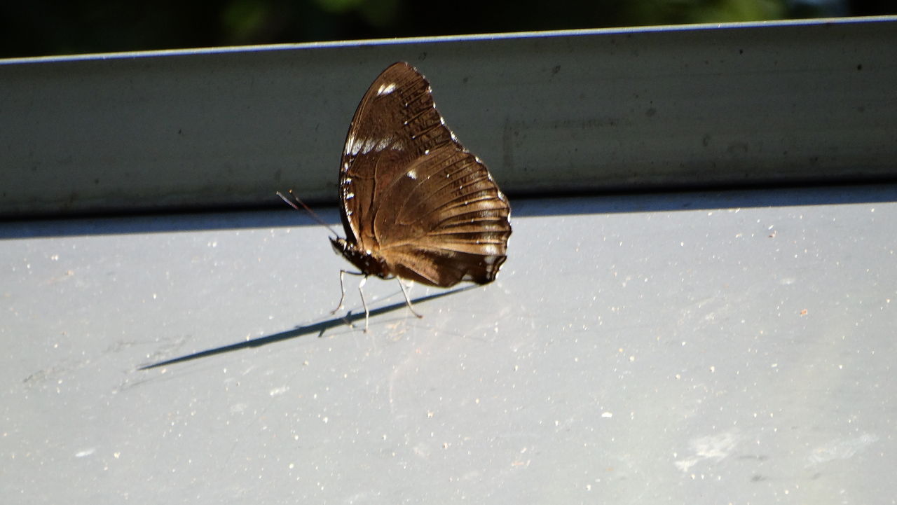 リユウキユウムラサキ14頭、外、沖縄迷蝶 リュウキュウムラサキ | 虫の