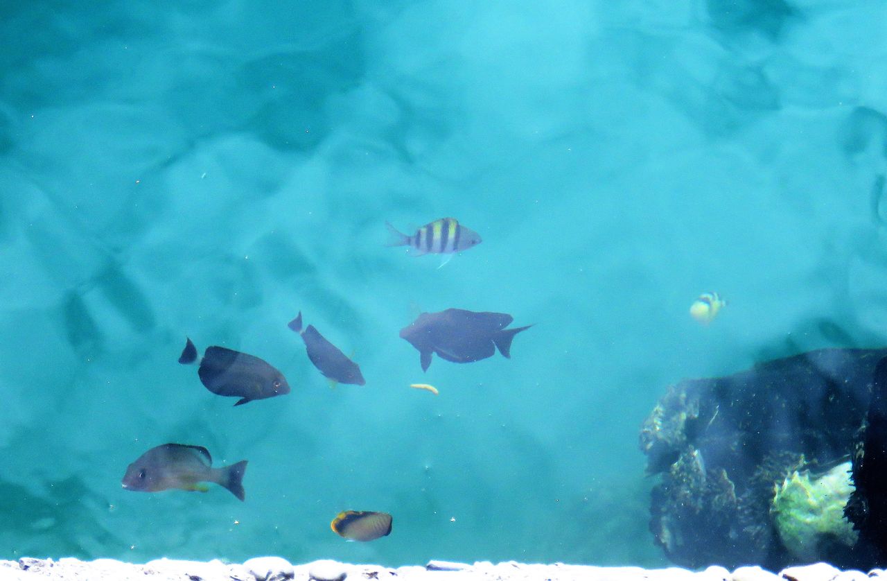 高知の珍魚 土佐料理 旬の鰹がゆく