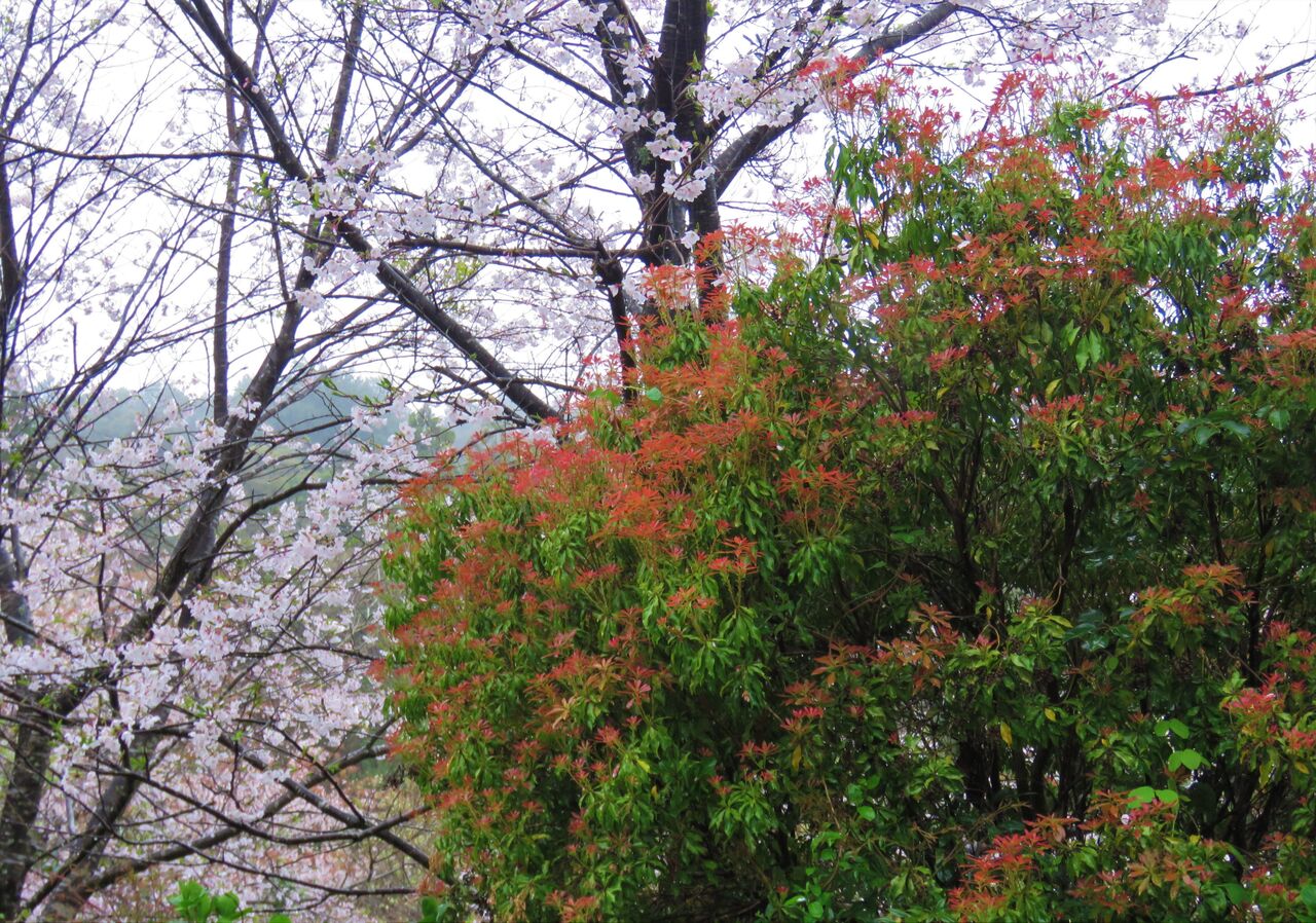 春紅葉 土佐料理 旬の鰹がゆく 春紅葉 土佐料理 旬の鰹がゆく