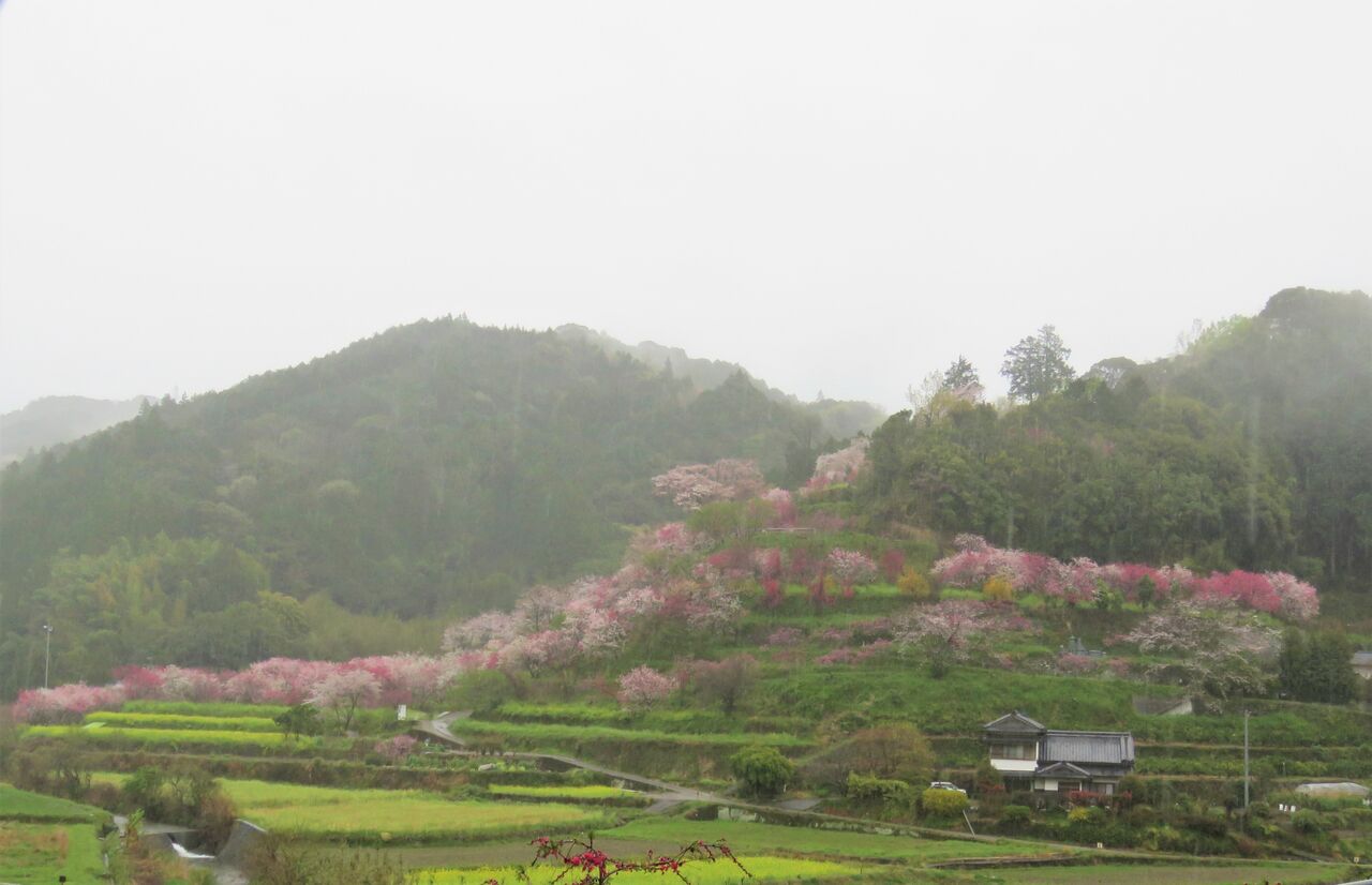 菜種梅雨に煙る花公園 土佐料理 旬の鰹がゆく
