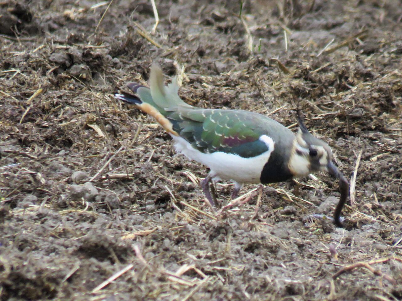 田鳧の捕食シーン 土佐料理 旬の鰹がゆく 田鳧の捕食シーン 土佐料理 旬の鰹がゆく