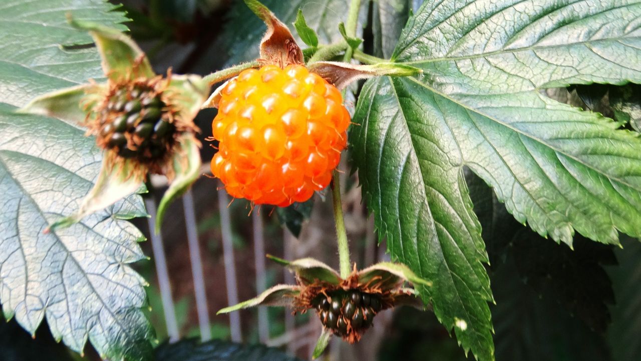 木苺収穫 土佐料理 旬の鰹がゆく