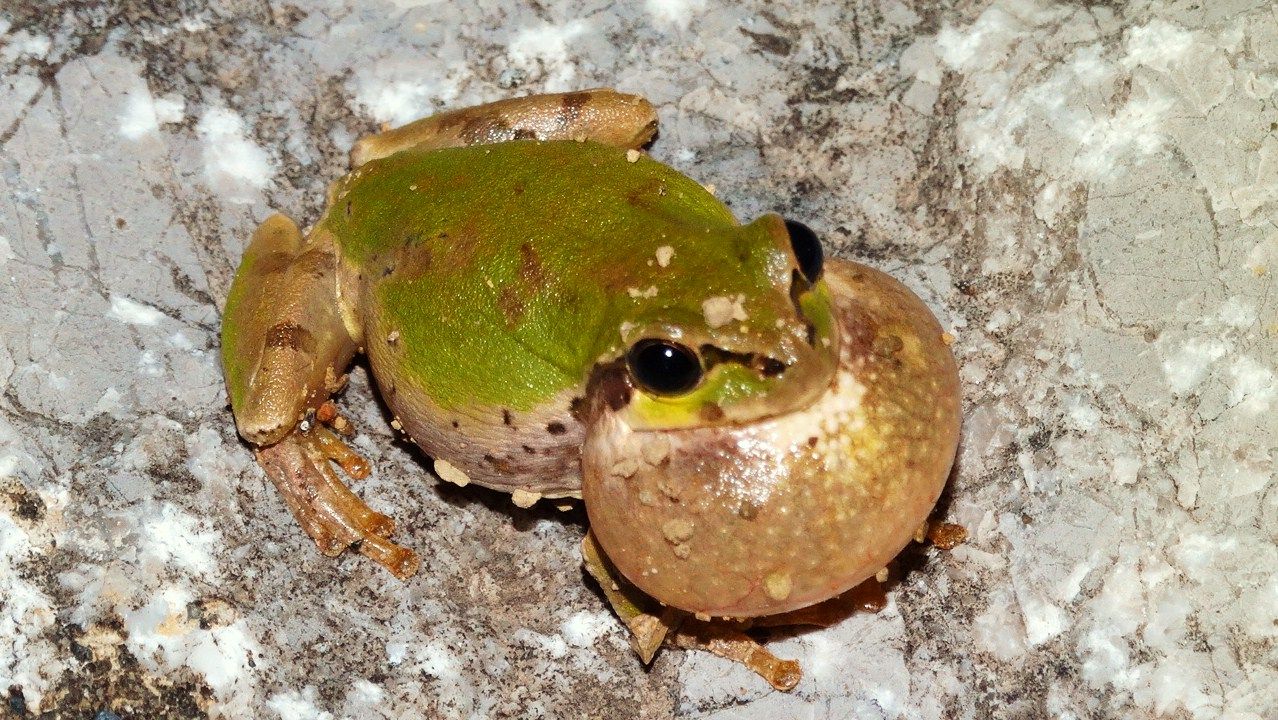 広告音 土佐料理 旬の鰹がゆく