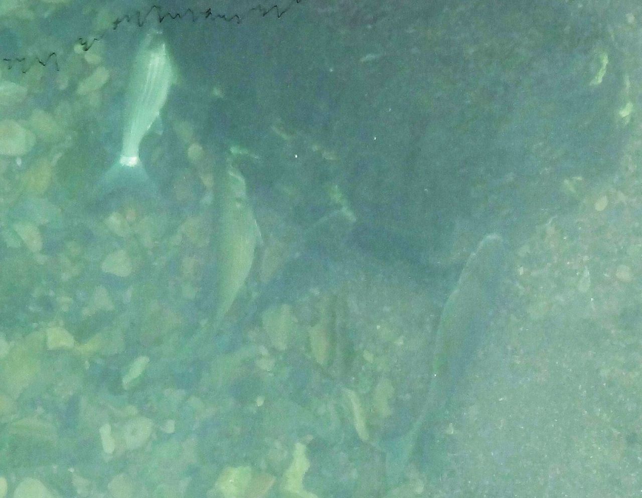 寒の沖鰡 前編 土佐料理 旬の鰹がゆく 寒の沖鰡 前編 土佐料理 旬の鰹がゆく