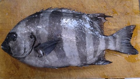 魚の剥製 海の魚 58cm イシガキタイ 時計付き 魚の剥製 海の魚 58cm イシガキタイ 時計付き