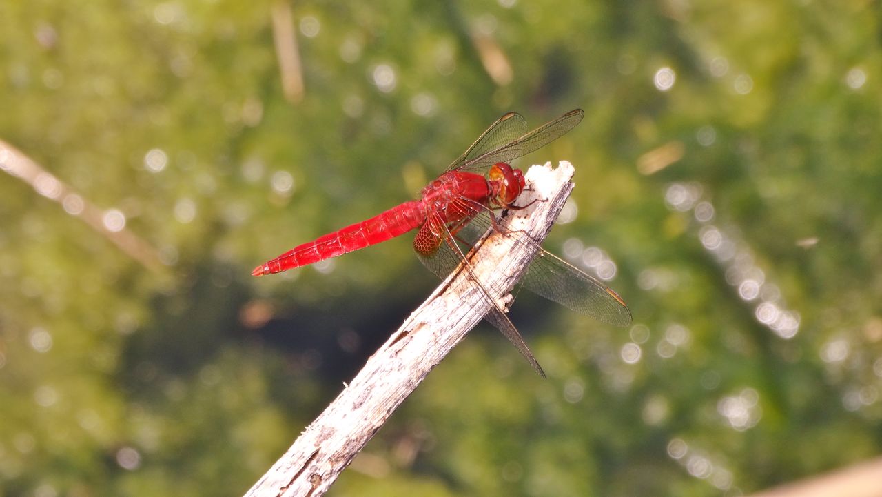 初夏のアカトンボ 土佐料理 旬の鰹がゆく 初夏のアカトンボ 土佐料理 旬の鰹がゆく