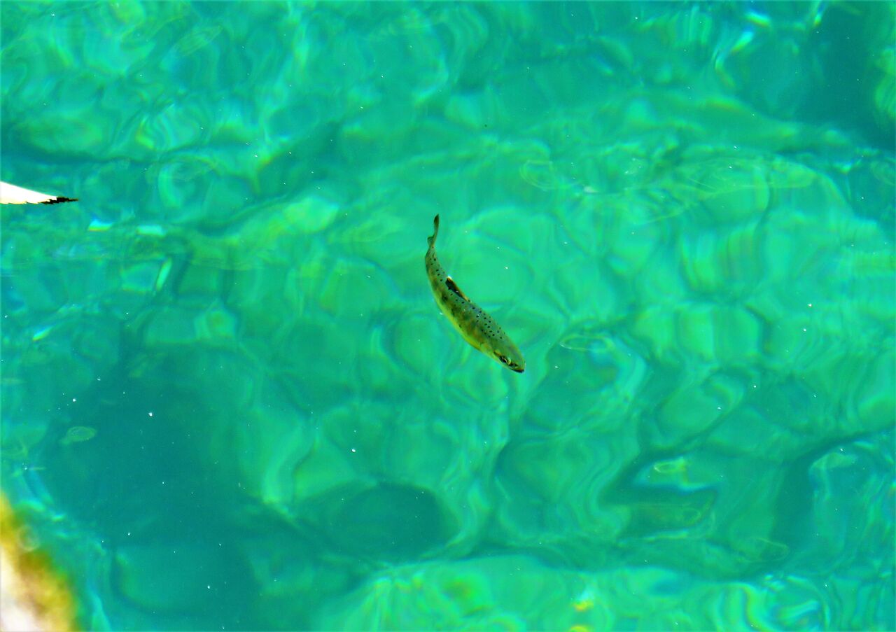 魚が飛んでいるように見える渓谷 土佐料理 旬の鰹がゆく 魚が飛んでいるように見える渓谷 土佐料理 旬の鰹がゆく