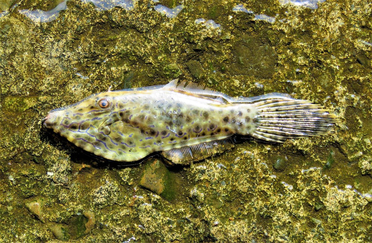 ソウシハギ 土佐料理 旬の鰹がゆく
