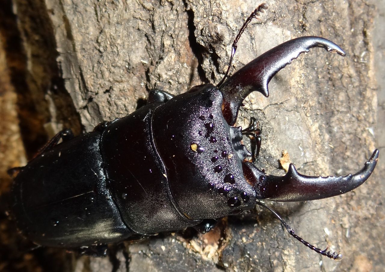 ヒラタクワガタのいる場所 土佐料理 旬の鰹がゆく