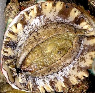 ナガレコ 土佐料理 旬の鰹がゆく ナガレコ 土佐料理 旬の鰹がゆく