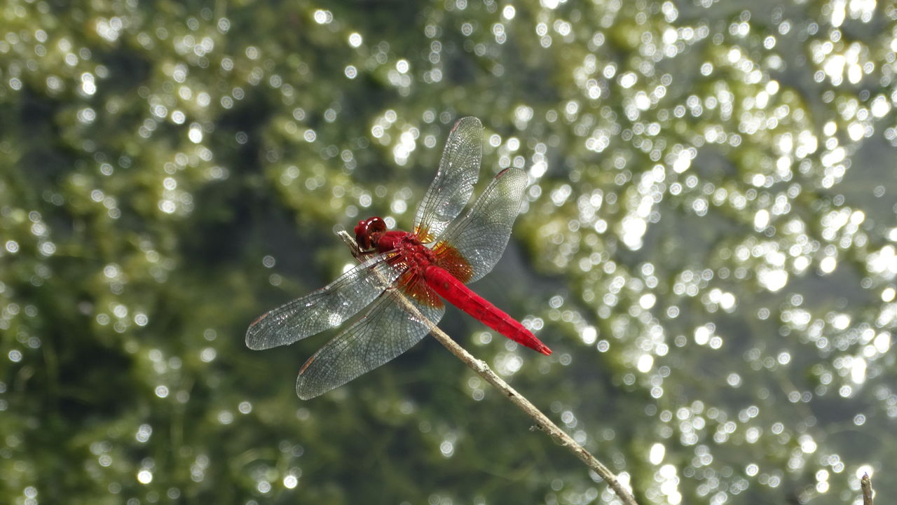 赤蜻蛉 香合  (松斉) Measuring just 2cm in length, 
