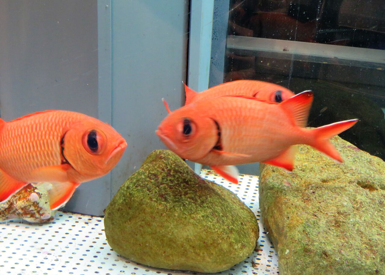 恵比寿様の鯛 土佐料理 旬の鰹がゆく