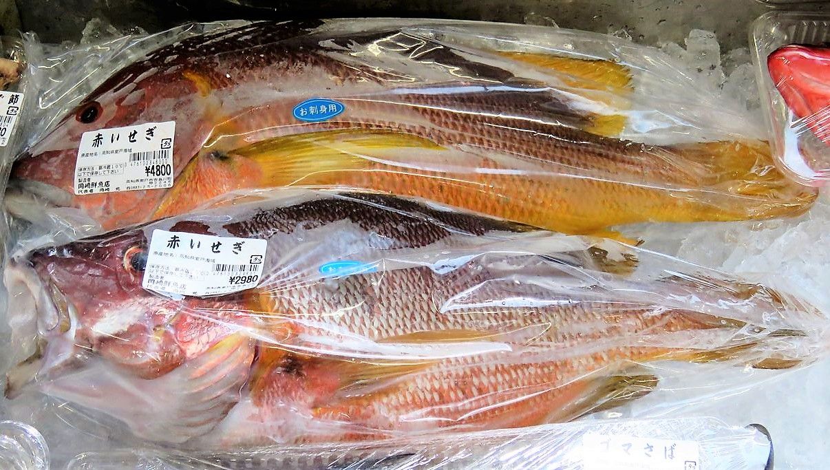 土佐湾で冬の船釣り 土佐料理 旬の鰹がゆく 土佐湾で冬の船釣り 土佐料理 旬の鰹がゆく