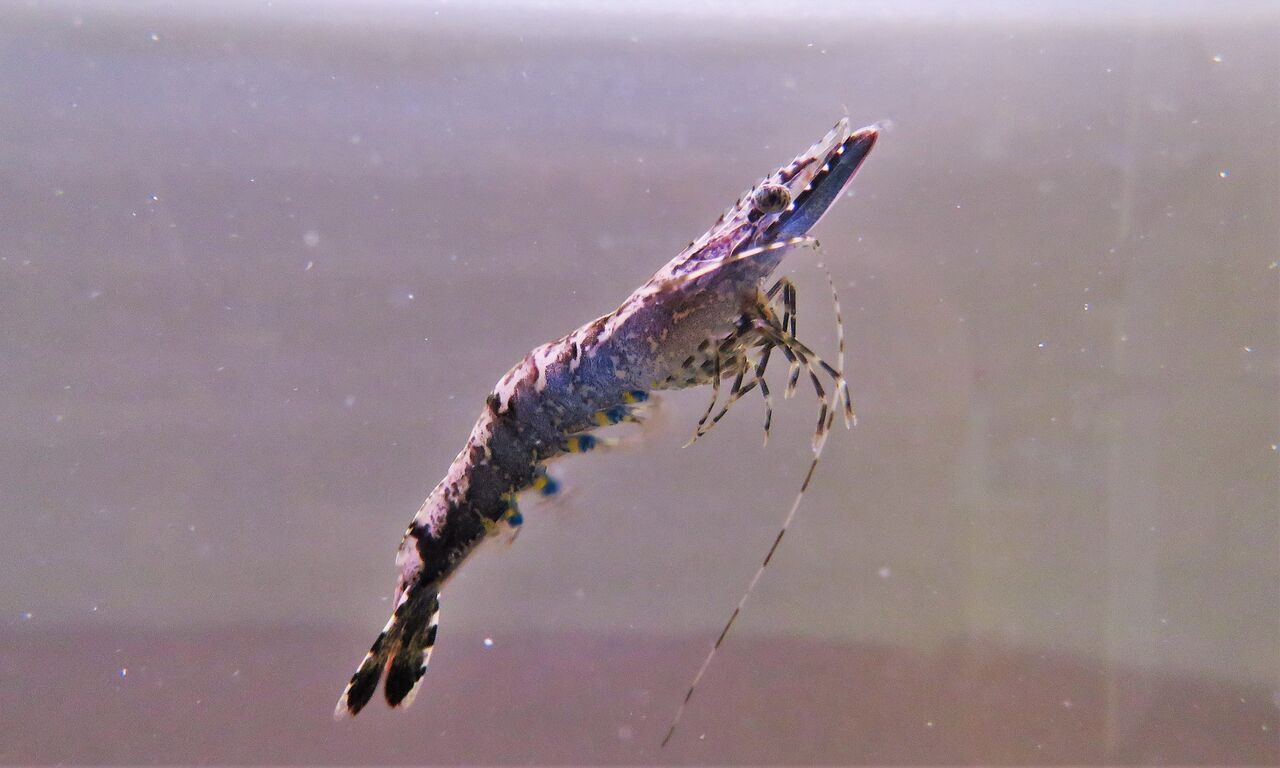 Black Tigerブラックタイガーの飼育に挑戦 : 土佐料理 旬の鰹がゆく！