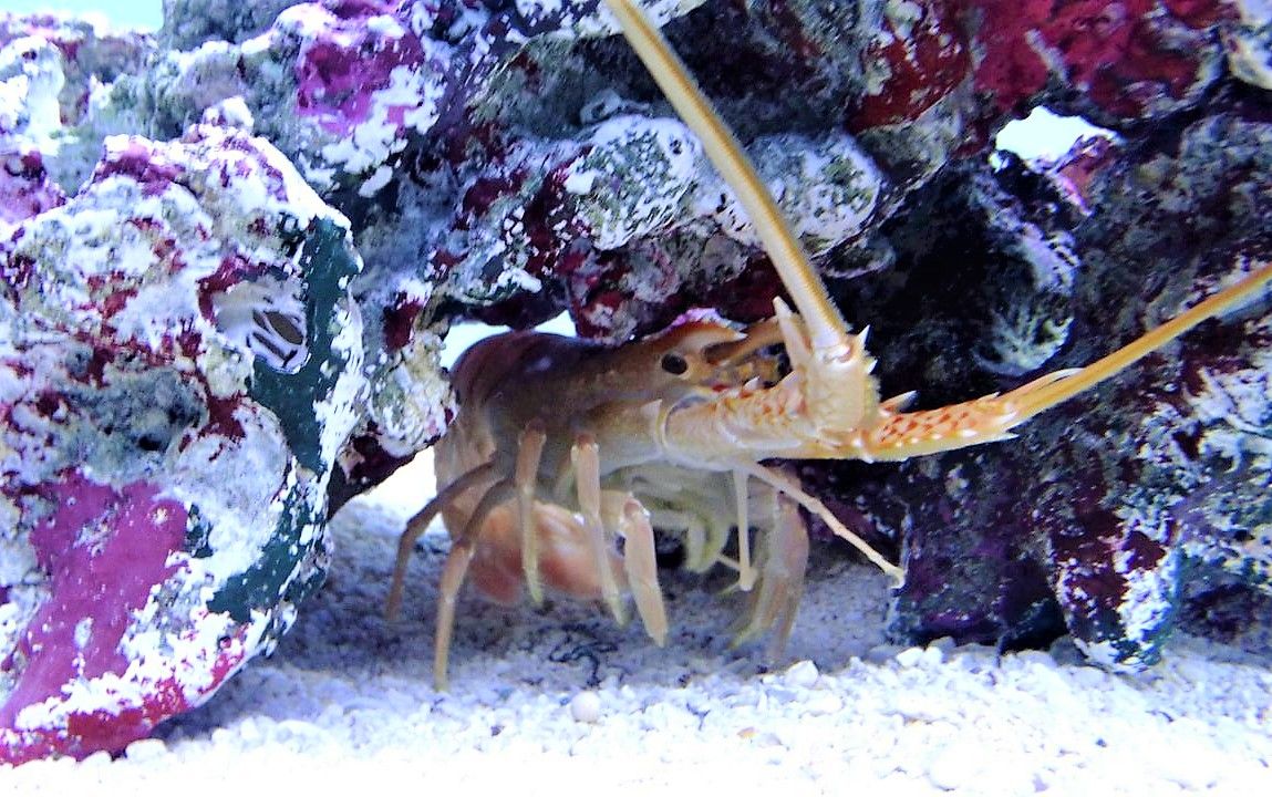 高知の美味しいカニ 土佐料理 旬の鰹がゆく