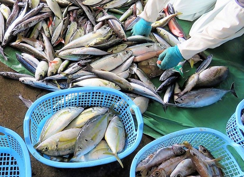 コセアジ シマアジ とベイケン カイワリ 土佐料理 旬の鰹がゆく