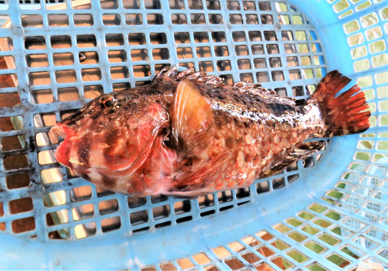 ヒブダイとアオブダイ 土佐料理 旬の鰹がゆく