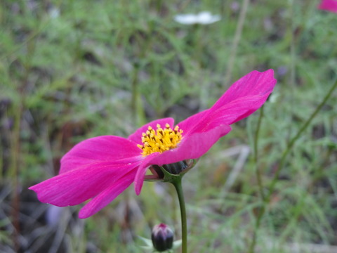 DSC00407