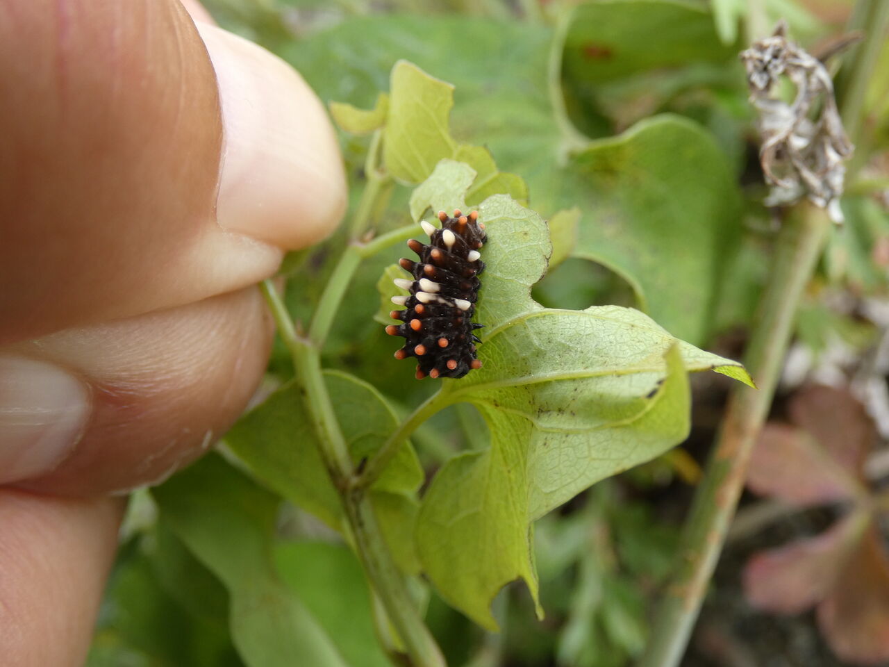 ジャコウアゲハの蛹化 : 土佐料理 旬の鰹がゆく！