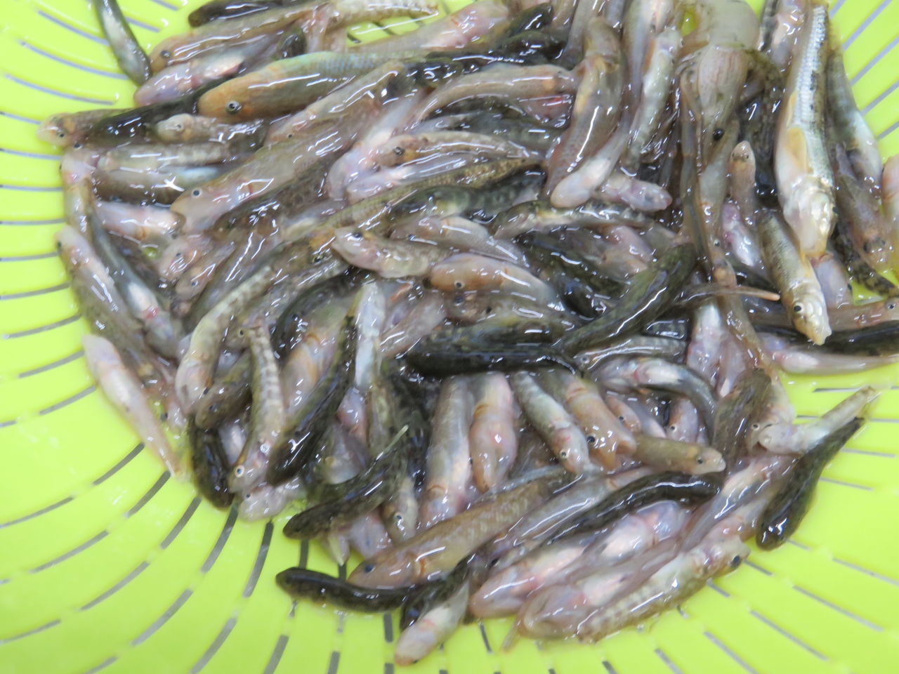 古里の川干に童心が騒ぎ伝統の家庭料理が蘇る 土佐料理 旬の鰹がゆく