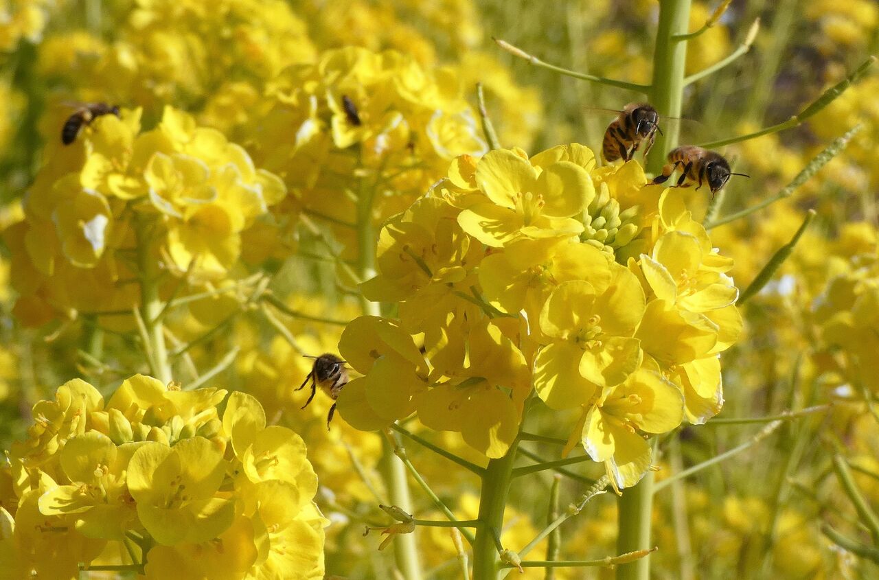 春の陽気に大いに戸惑う 土佐料理 旬の鰹がゆく