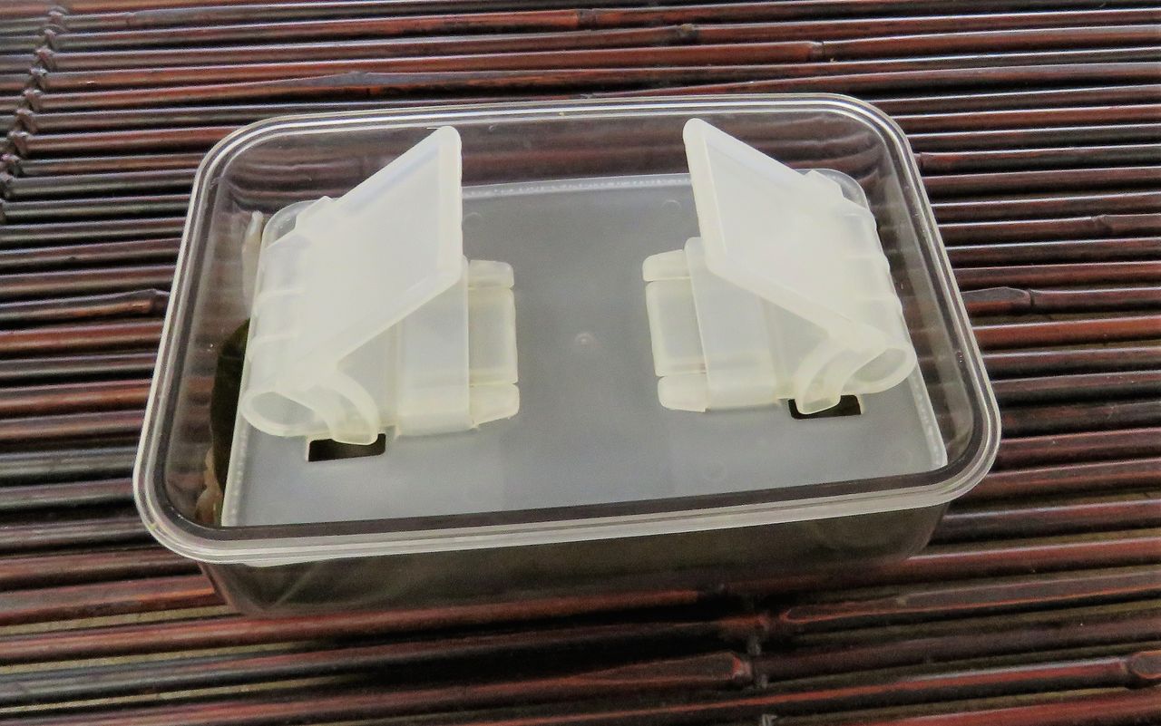 天然真クエの熟成 土佐料理 旬の鰹がゆく