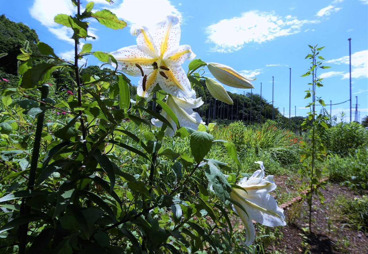 夏花盛り 土佐料理 旬の鰹がゆく