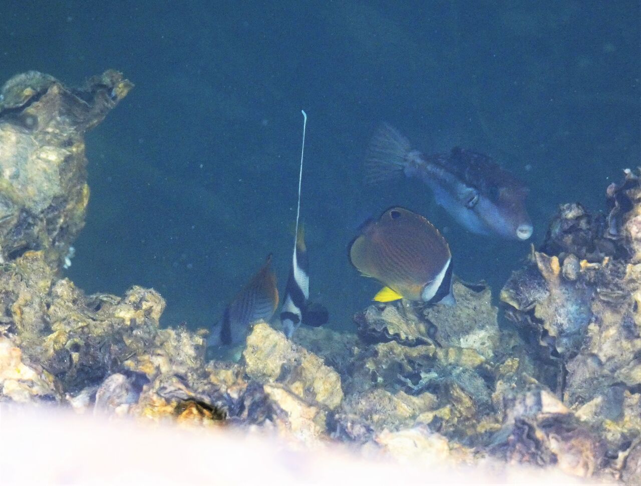 アケボノチョウチョウウオ 土佐料理 旬の鰹がゆく